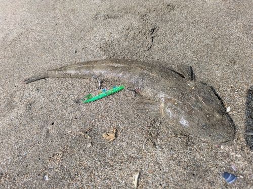 フッコ（マルスズキ）の釣果