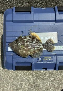 カワハギの釣果