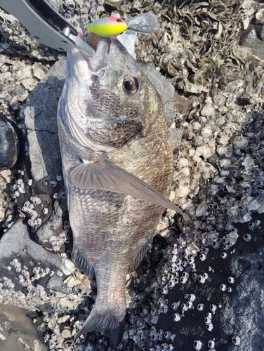 チヌの釣果
