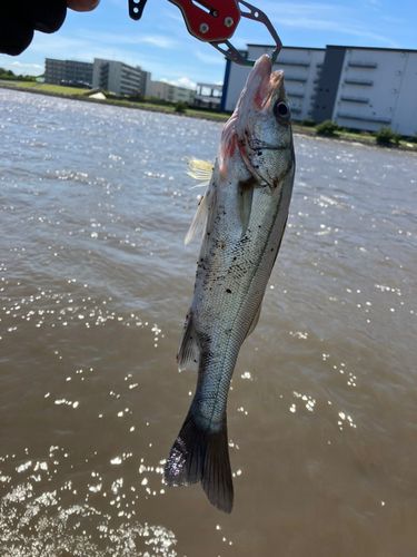 スズキの釣果