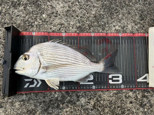 ヘダイの釣果
