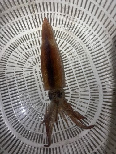 スルメイカの釣果