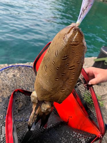 モンゴウイカの釣果