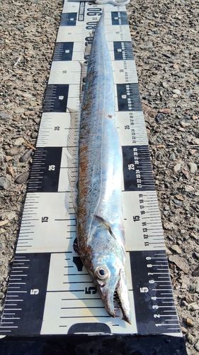 タチウオの釣果