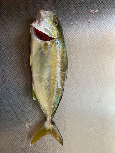 カンパチの釣果