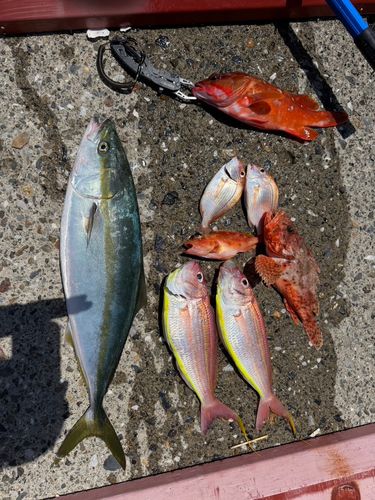 ワラサの釣果