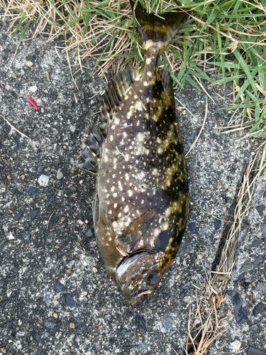 アイゴの釣果