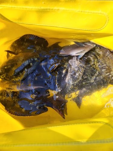 メジナの釣果