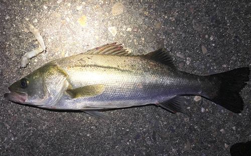 フッコ（ヒラスズキ）の釣果