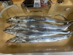 タチウオの釣果