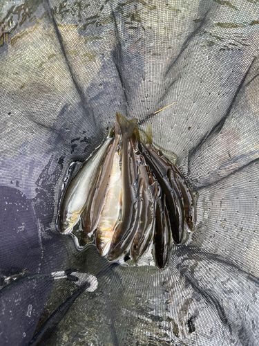 アユの釣果
