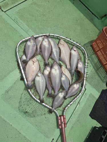 カレイの釣果