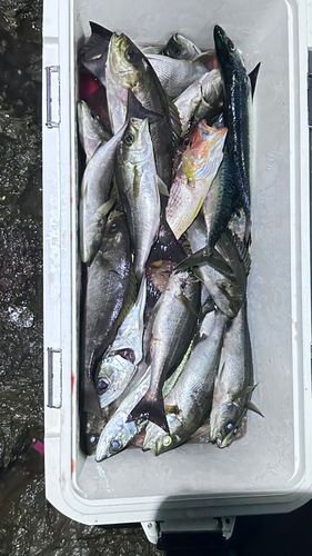 イサキの釣果