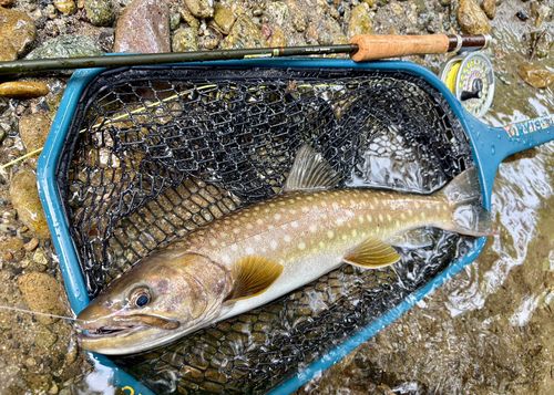 アメマスの釣果