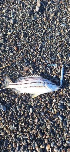 シマイサキの釣果