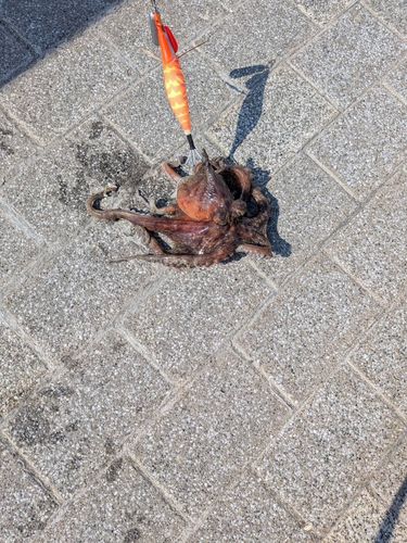 タコの釣果
