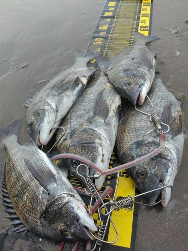 チヌの釣果
