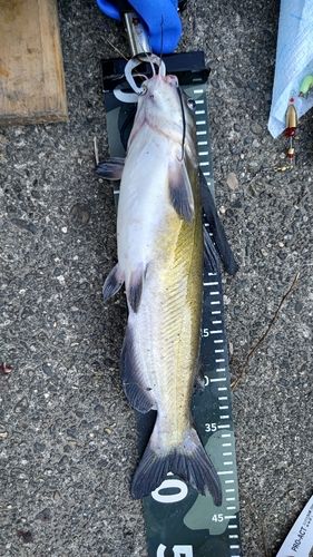 アメリカナマズの釣果