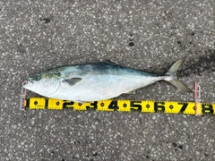ワラサの釣果