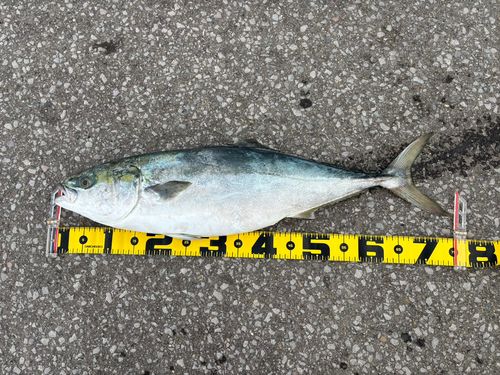 ワラサの釣果
