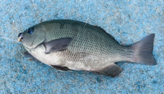 メジナの釣果