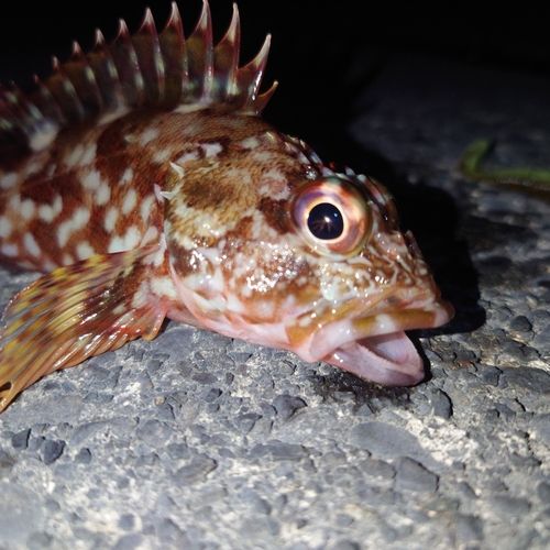 カサゴの釣果