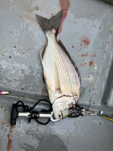 タイの釣果
