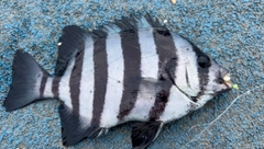 サンバソウの釣果