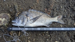 チヌの釣果