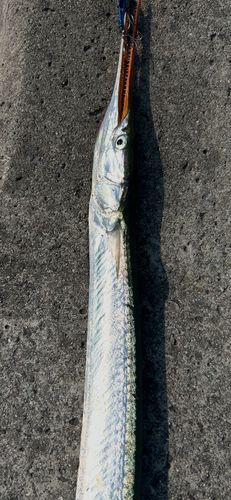 ダツの釣果