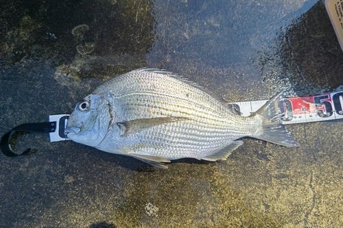 ヘダイの釣果