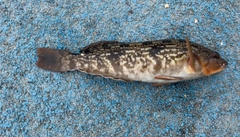 アイナメの釣果