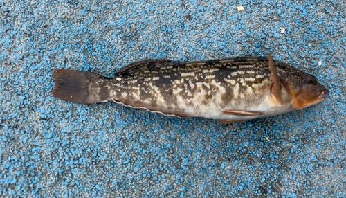 アイナメの釣果