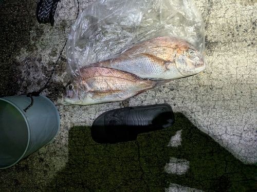 マダイの釣果