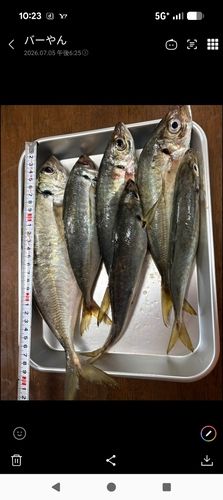 アジの釣果