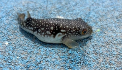 クサフグの釣果