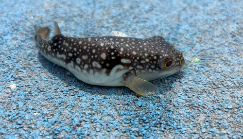 クサフグの釣果