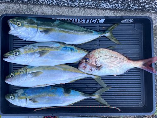 イナダの釣果