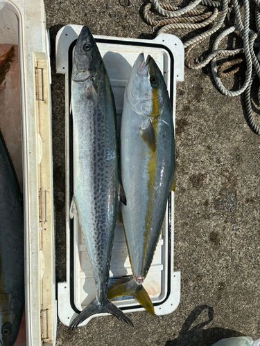 サワラの釣果