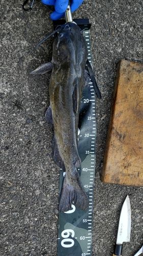釣果