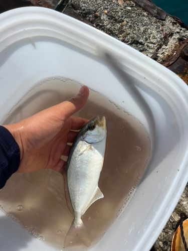 ネリゴの釣果