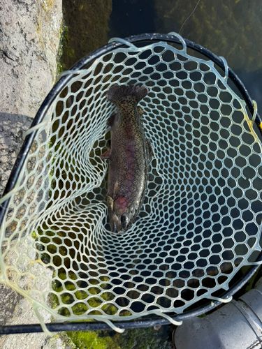 ニジマスの釣果