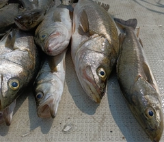 スズキの釣果