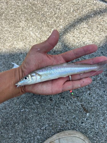 シロギスの釣果