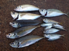 マアジの釣果
