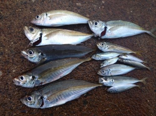 マアジの釣果