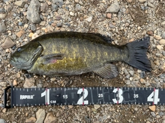 スモールマウスバスの釣果