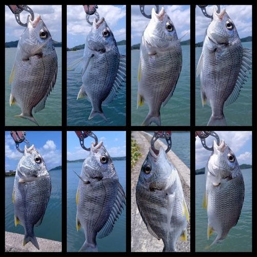 キビレの釣果