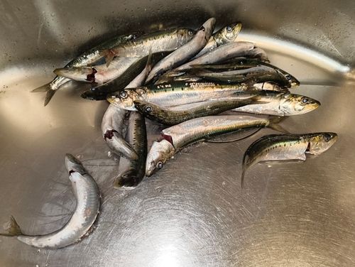 マイワシの釣果