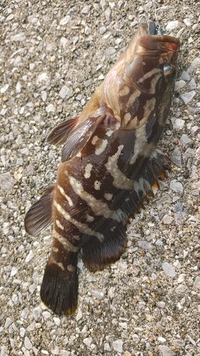 クエの釣果
